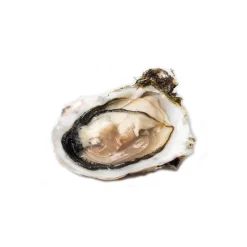 Wilde Wadoesters - Wild Oysters - 200 - Handpicked on the Wadden Sea - UNESCO World Heritage Site - Avvenice