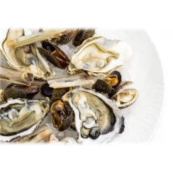 Wilde Wadoesters - Wild Oysters - 200 - Handpicked on the Wadden Sea - UNESCO World Heritage Site - Avvenice
